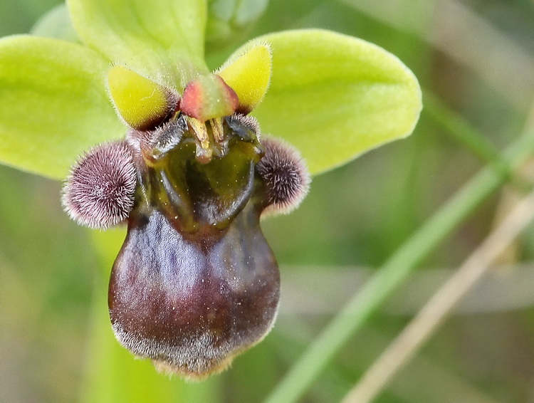 Orchidee del Chianti 2009